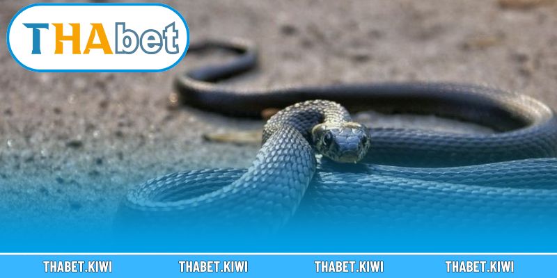 Bật mí con số may mắn khi nằm mơ gặp rắn