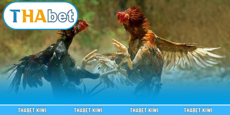 Bí quyết quan sát ngoại hình để nhận biết gà đá hay