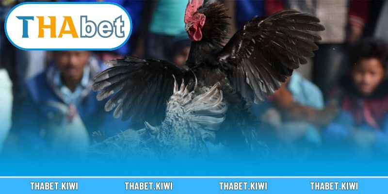 Chia sẻ kinh nghiệm chinh phục đá gà online hiệu quả