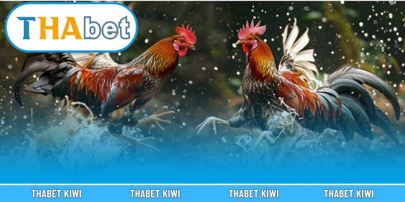 Chia sẻ kinh nghiệm chinh phục thắng lợi khi chơi đá gà Thomo