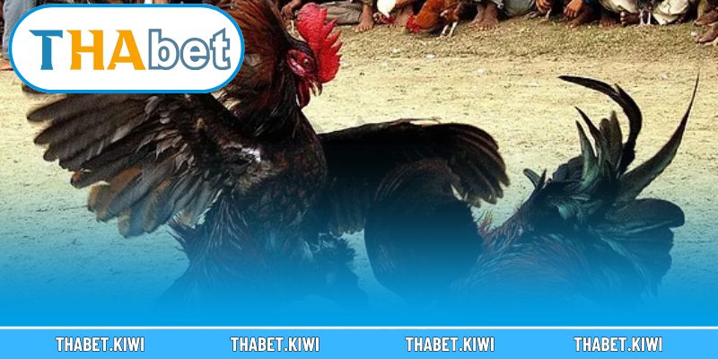 Chia sẻ kinh nghiệm giúp bạn thắng lớn khi cá cược đá gà