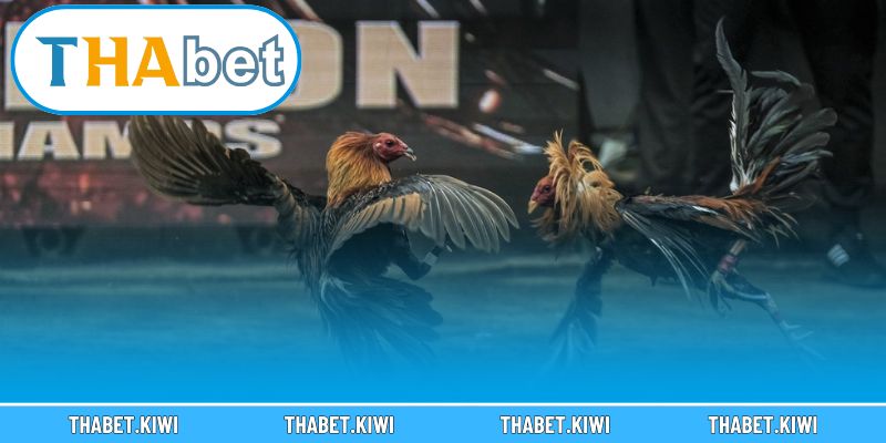 Chia sẻ kinh nghiệm quý từ chuyên gia khi chọn gà đá hay