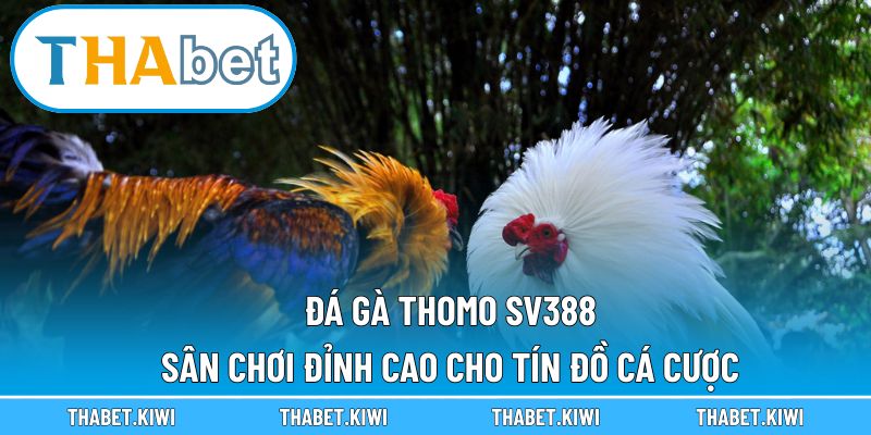đá gà thomo SV388
