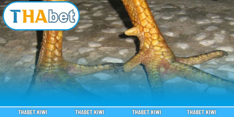 Điểm danh những loại vảy gà đá độc lạ khiến dân kê thủ mê mẩn