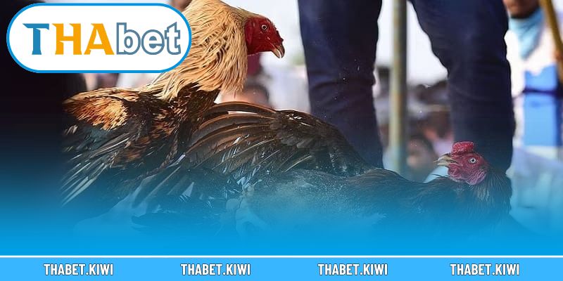 Hòa mình vào không gian cá cược đá gà sôi động