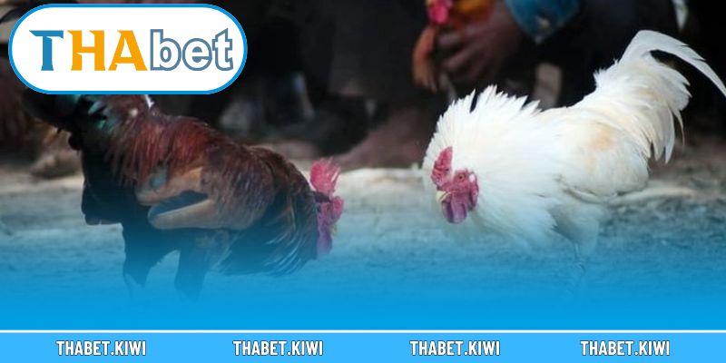 Hòa mình vào không khí sôi động của đấu trường đá gà