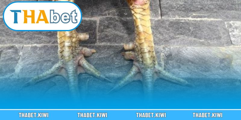 Hướng dẫn xem vảy gà chuẩn như cao thủ