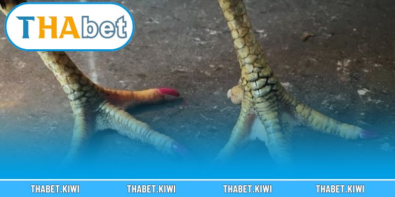 Khám phá bí ẩn nguồn gốc và giá trị thật của vảy gà