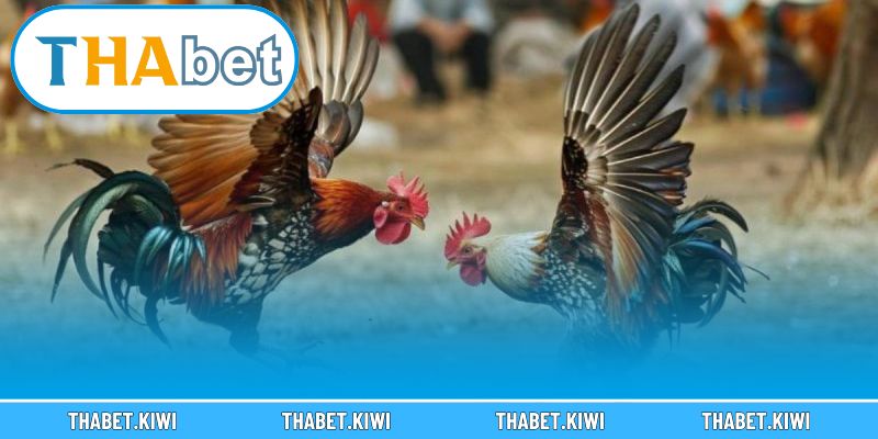 Khám phá đá gà online Việt Nam sôi động cùng THABET