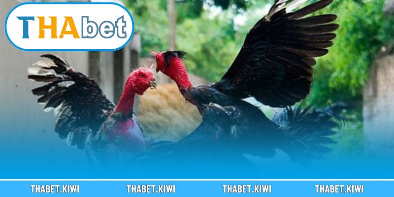 Khám phá sức hấp dẫn mãnh liệt của đấu trường đá gà Thomo