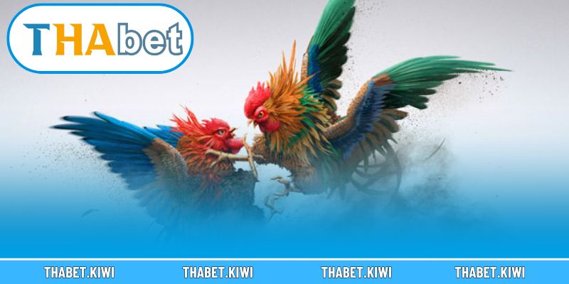 Kinh nghiệm chơi đá gà THABET hiệu quả giúp bạn dễ dàng thắng lớn