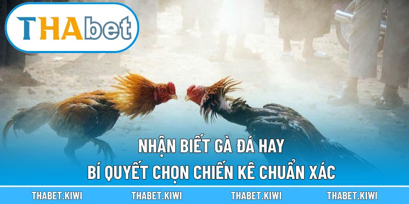 Nhận biết gà đá hay