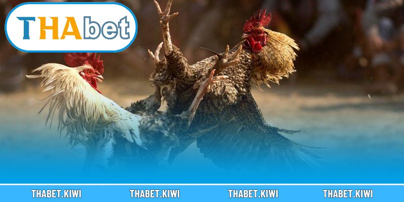 Thông tin cơ bản về đá gà Thomo SV388