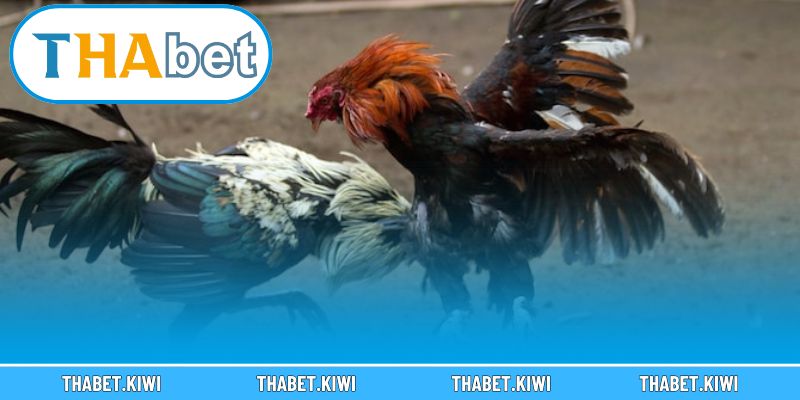 Tìm hiểu nền tảng cá cược đá gà đổi thưởng chuyên nghiệp