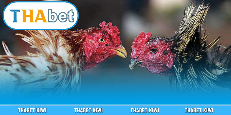 Tìm hiểu những kiểu vảy đặc biệt tiết lộ gà đá hay