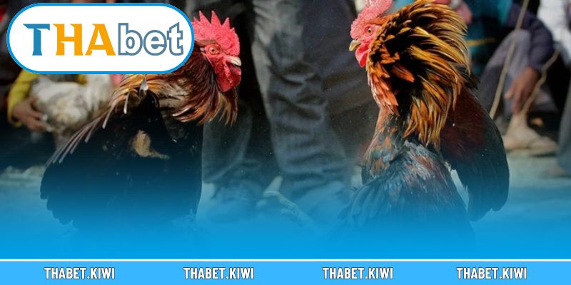 Tìm hiểu những loại hình đá gà online được yêu thích nhất