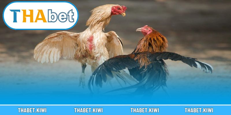 Tìm hiểu những thể loại đá gà hấp dẫn đang có tại nhà cái