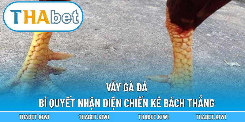 Vảy gà đá