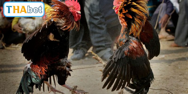 Đá Gà Thomo Mới Nhất - Bí Quyết Soi Kèo Thắng Lớn