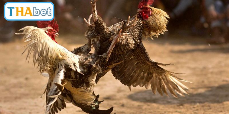 Phương pháp soi kèo chiến kê Thomo chuẩn xác