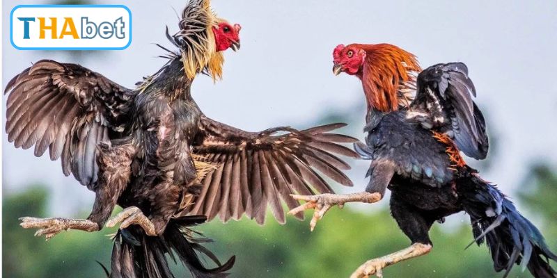 Tìm hiểu nét hấp dẫn của đá gà Thomo mới nhất